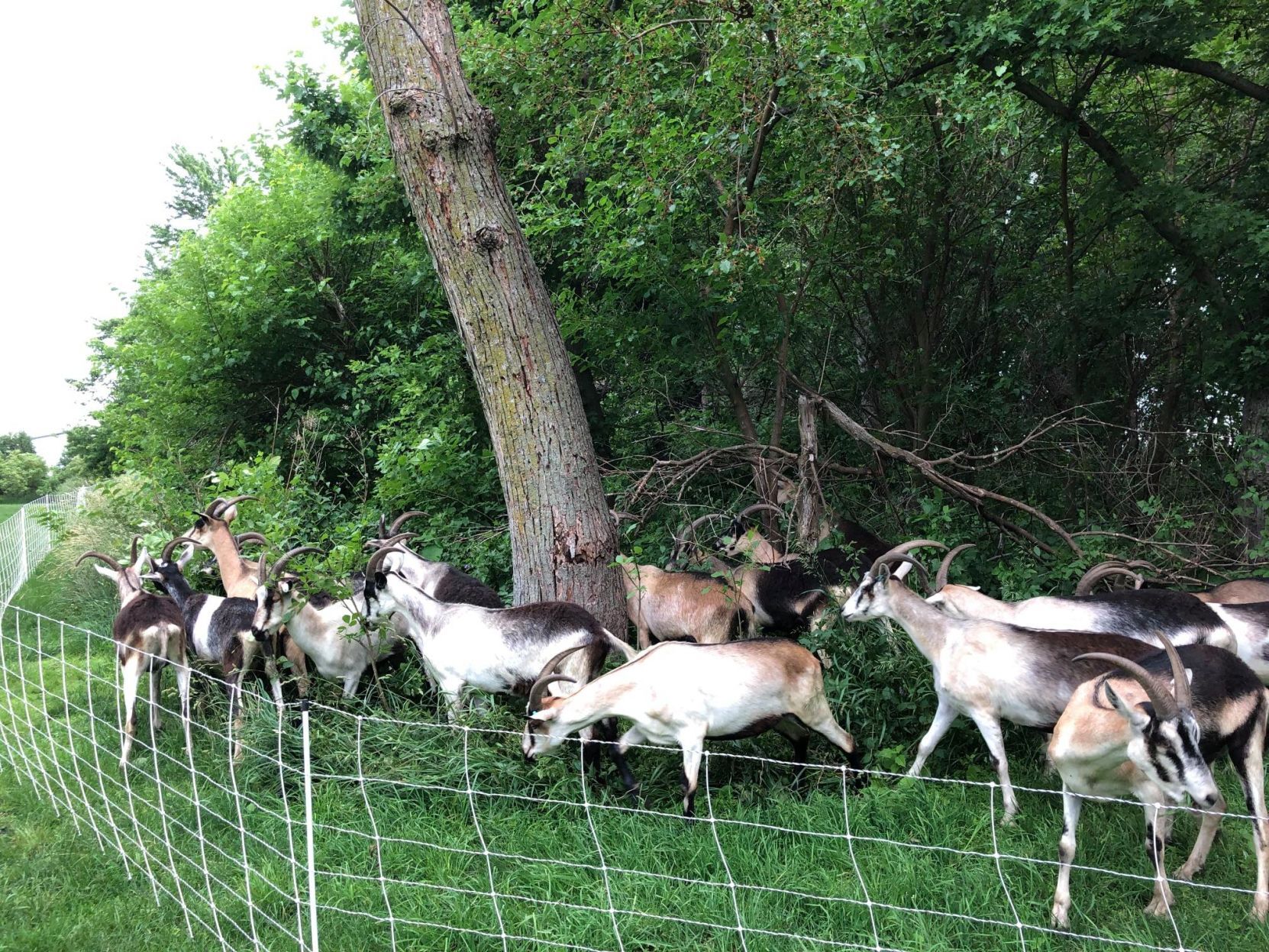 Goats on the Go in action
